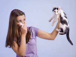 Allergies aux chats 